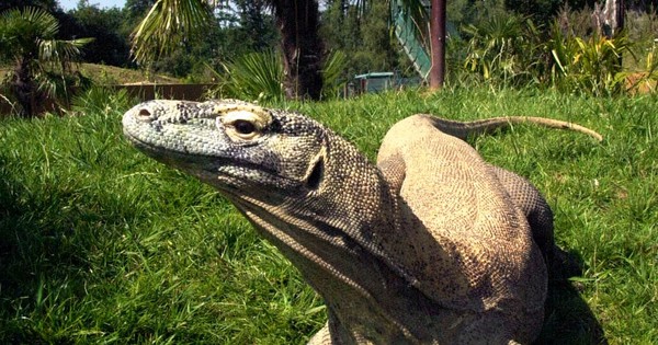La Nación / El dragón de Komodo, el mayor lagarto del planeta, “en peligro” de extinción