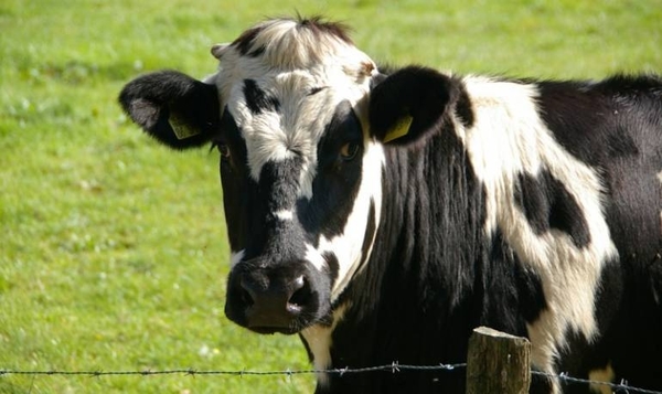 Diario HOY | Brasil detecta 2 casos de "vacas locas" y suspende exportaciones para China