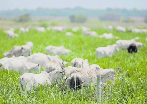 Brasil detecta dos casos de «vacas locas» y suspende la exportación a China