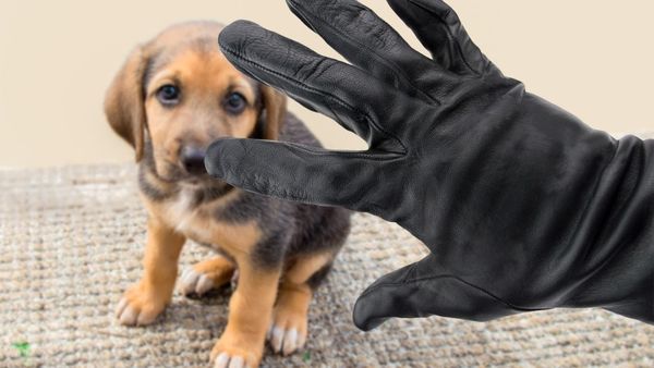 7 simples pasos para mantener a los ladrones alejados de tu mascota