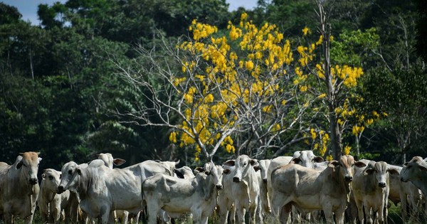 La Nación / Detectan en Brasil dos casos atípicos de “vacas locas”
