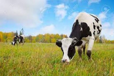 Detectan en Brasil dos casos atípicos de “vacas locas”