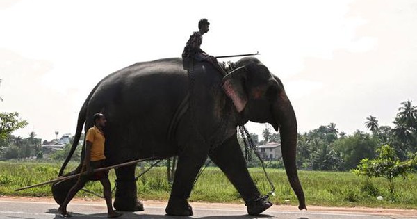 La Nación / Sri Lanka prohíbe conducir elefantes en estado de embriaguez