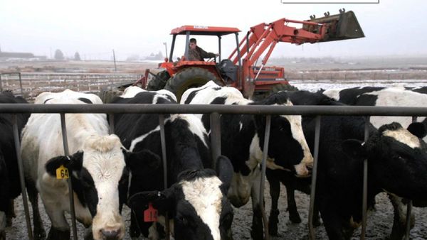 Brasil detecta casos de vacas locas y frena exportación