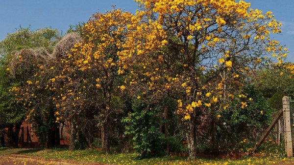 Colonias Unidas se tiñe de colores con los lapachos en flor