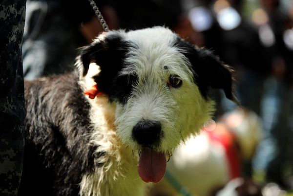El perro, símbolo de fiel amistad hasta en los sueños - Estilo de vida - ABC Color