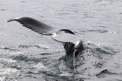 Científicos recolectan el soplo de las ballenas para medir el estrés provocado por el turismo - Ciencia - ABC Color