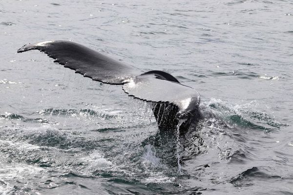 Científicos recolectan el soplo de las ballenas para medir el estrés provocado por el turismo - Ciencia - ABC Color