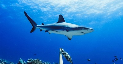 La Nación / Australia: un hombre muere por un ataque de tiburón