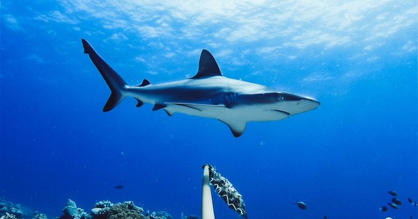La Nación / Australia: un hombre muere por un ataque de tiburón