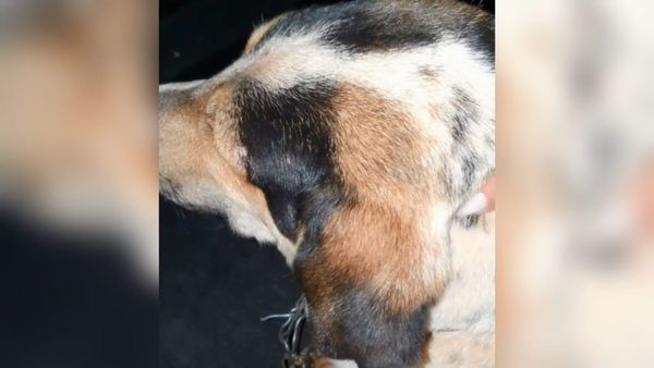 Perrito recibió un balazo tratando de salvar a su dueño