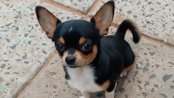 Familia denuncia robo de su mascota y ofrece recompensa en Luque