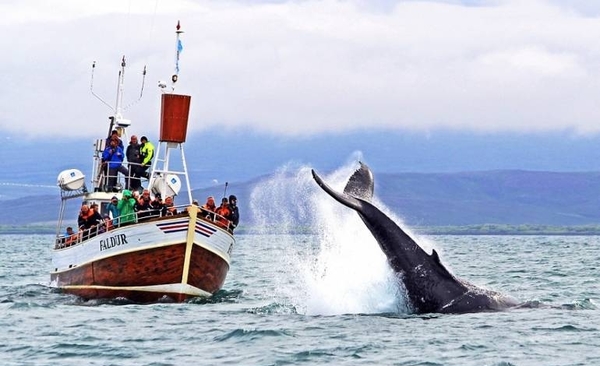 Diario HOY | Científicos recolectan el soplo de las ballenas para medir el estrés provocado por el turismo