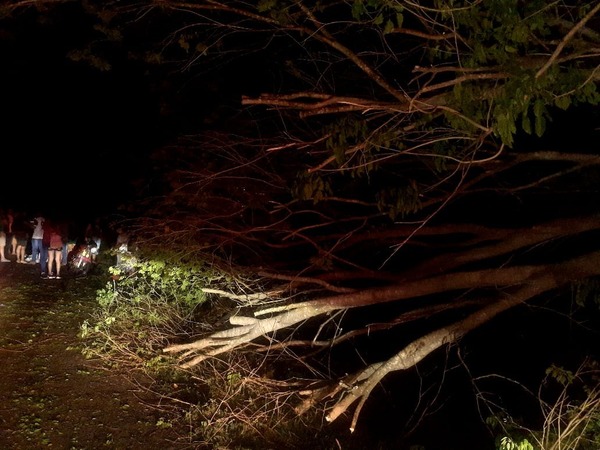 Motociclista muere tras chocar contra un árbol en Horqueta