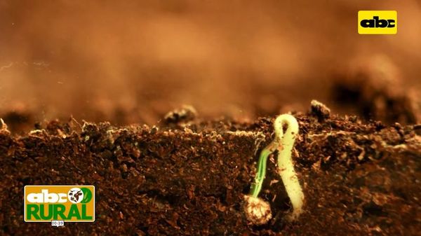 ABC Rural: Tratamiento de semillas para asegurar arranque de soja con Timac - ABC Rural - ABC Color