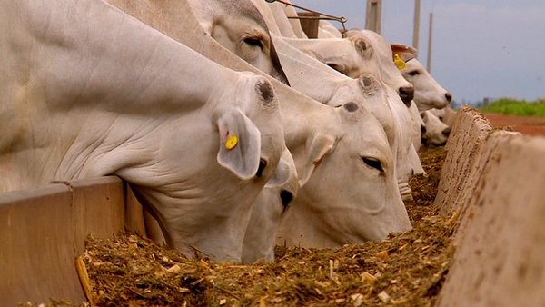 Brasil suspende exportación de carne a China por casos de vaca loca - ADN Digital