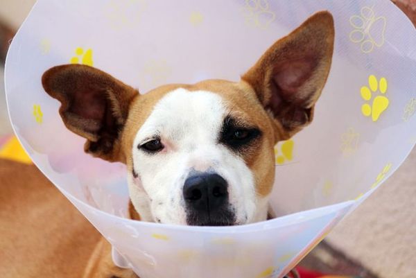 Si Firulais se rasca mucho puede que sea dermatitis - Mascotas - ABC Color