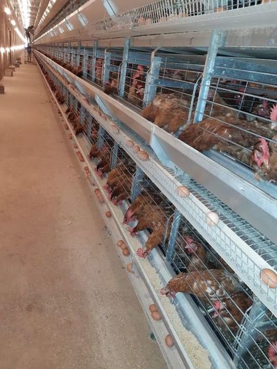 Contrabando de huevo afecta a productores en Ñeembucú - Nacionales - ABC Color