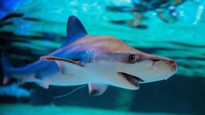 Tiburones, rayas y quimeras, en riesgo de extinción sin precedentes