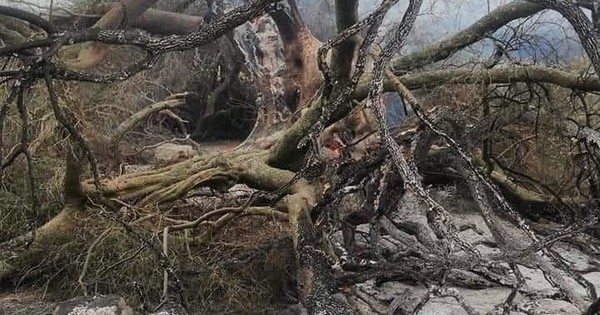 La Nación / Milenario olivo Patriarca quedó dañado por incendios en Italia