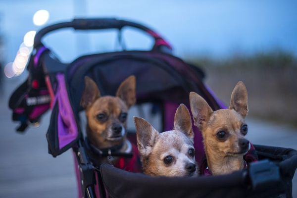 Ante el aumento de robos de perros, el Reino Unido endurece las sanciones - Mascotas - ABC Color