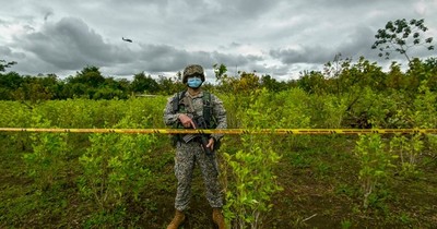 La Nación / Colombia concentra 40 mil hectáreas de narcocultivos en su frontera con Venezuela