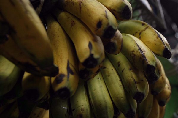 Sector bananero de países de Latinoamérica pide corresponsabilidad en costos - MarketData