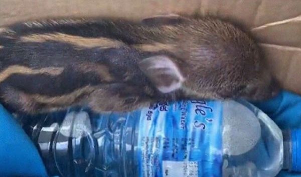 ¡Lo adopta! Joven encontró un jabalí abandonado en la puerta de su casa