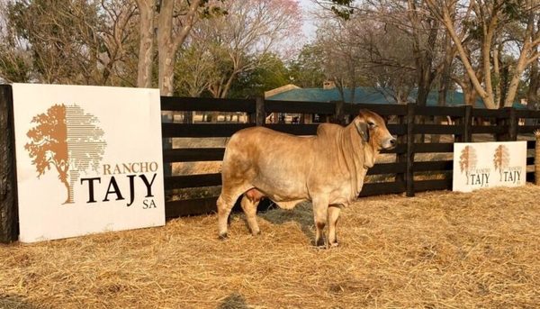 El Rodeo remató el 50% de vaca Brahman de Rancho Tajy en Gs. 107,1 millones