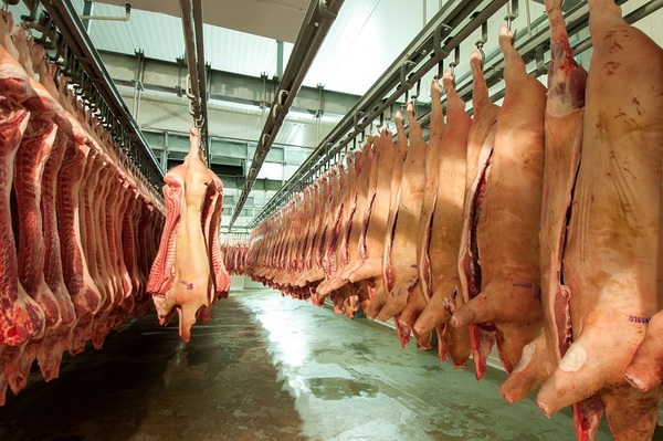 Los ingresos del sector porcino se incrementaron 47% hasta agosto