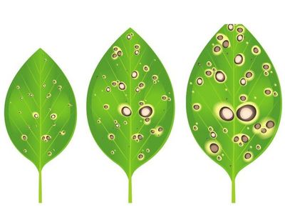 Control de plagas y enfermedades de las plantas  - Escolar - ABC Color