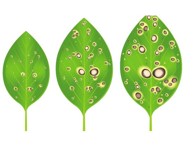 Control de plagas y enfermedades de las plantas  - Escolar - ABC Color