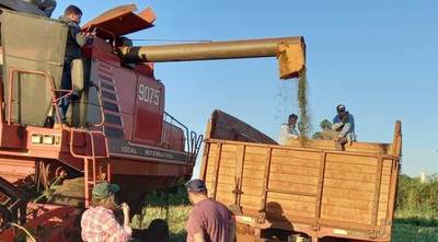Cáñamo industrial: Se realizó la cosecha mecanizada en los cultivos de San Pedro e Itapúa
