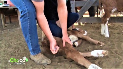 SAP Chortitzer: especialistas en el manejo sanitario eficiente del ganado bovino
