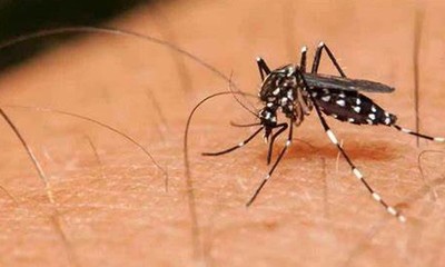 Reportan alta infestación larvaria de Aedes aegypti en diferentes puntos del país - OviedoPress