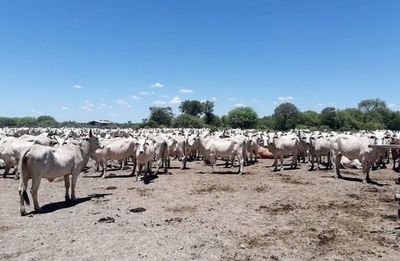 Diputados pedirán informes sobre situación de trabajadores en establecimientos ganaderos - Nacionales - ABC Color