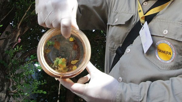 Reportan alto índice de infestación larvaria en varios puntos del país