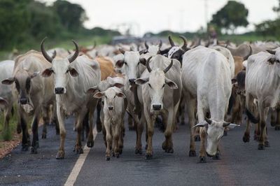 Rusia prohíbe importación de carne desde Brasil por “vacas locas” - Mundo - ABC Color