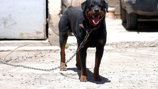 Una beba muere atacada por un perro en el día del rezo final de su hermana