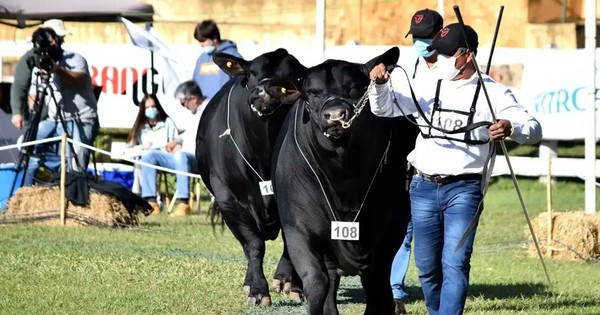 La Nación / Fuerte presencia de brangus para la Expo Ganadera prevé rematar por G. 2.000 millones