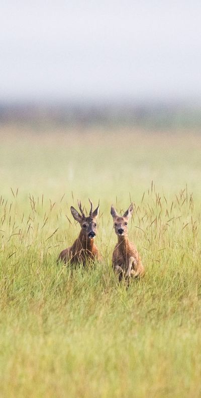 El ADN como rastreador de animales - Ciencia - ABC Color