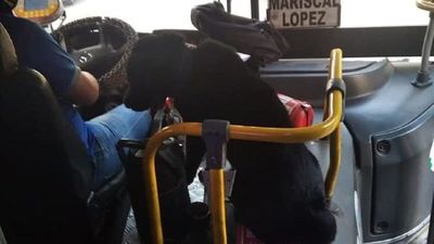 Perrito se subió a un colectivo con aire y viajó al lado del chofer