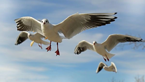 Animales cambian su morfología para adaptarse al cambio climático