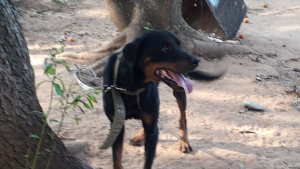 Una niña muere tras ser atacada por un perro en Ybycuí
