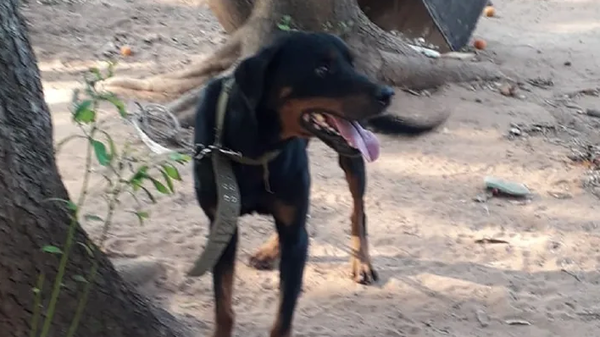 Niña de un año falleció tras ser atacada por un perro - Noticiero Paraguay