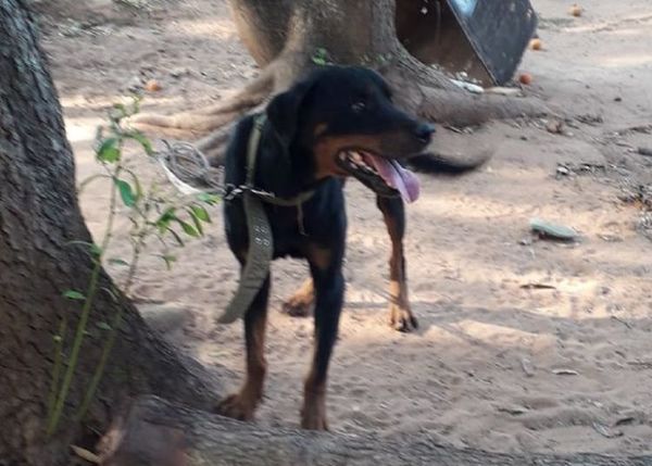 Una niña muere tras ser atacada por un perro en Ybycuí