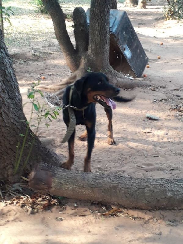 Una beba murió tras ser atacada por un perro en Ybycuí - Nacionales - ABC Color