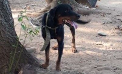 Beba muere atacada por un perro en el rezo final de su hermana