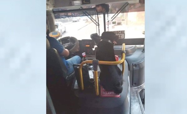 Crónica / “Ruffo”, el perro del micro, está extraviado