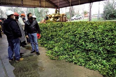 Yerba de la buena, que sustenta a 50.000 familias  - Día de la Industria Nacional 2021 - ABC Color